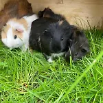 Betzemühle 1 Bauernhof * Altenschlirf