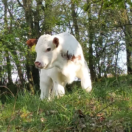 Betzemuehle 1 Bauernhof Appartement Altenschlirf
