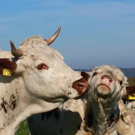 Appartement Betzemuehle 1 Bauernhof Altenschlirf
