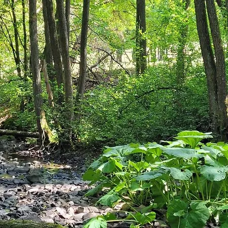 Betzemuehle 1 Bauernhof Appartement Altenschlirf